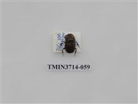 藏品(金龜子科)的圖片